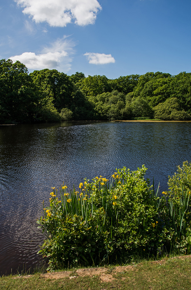 Summer Eyeworth Pond, Fritham